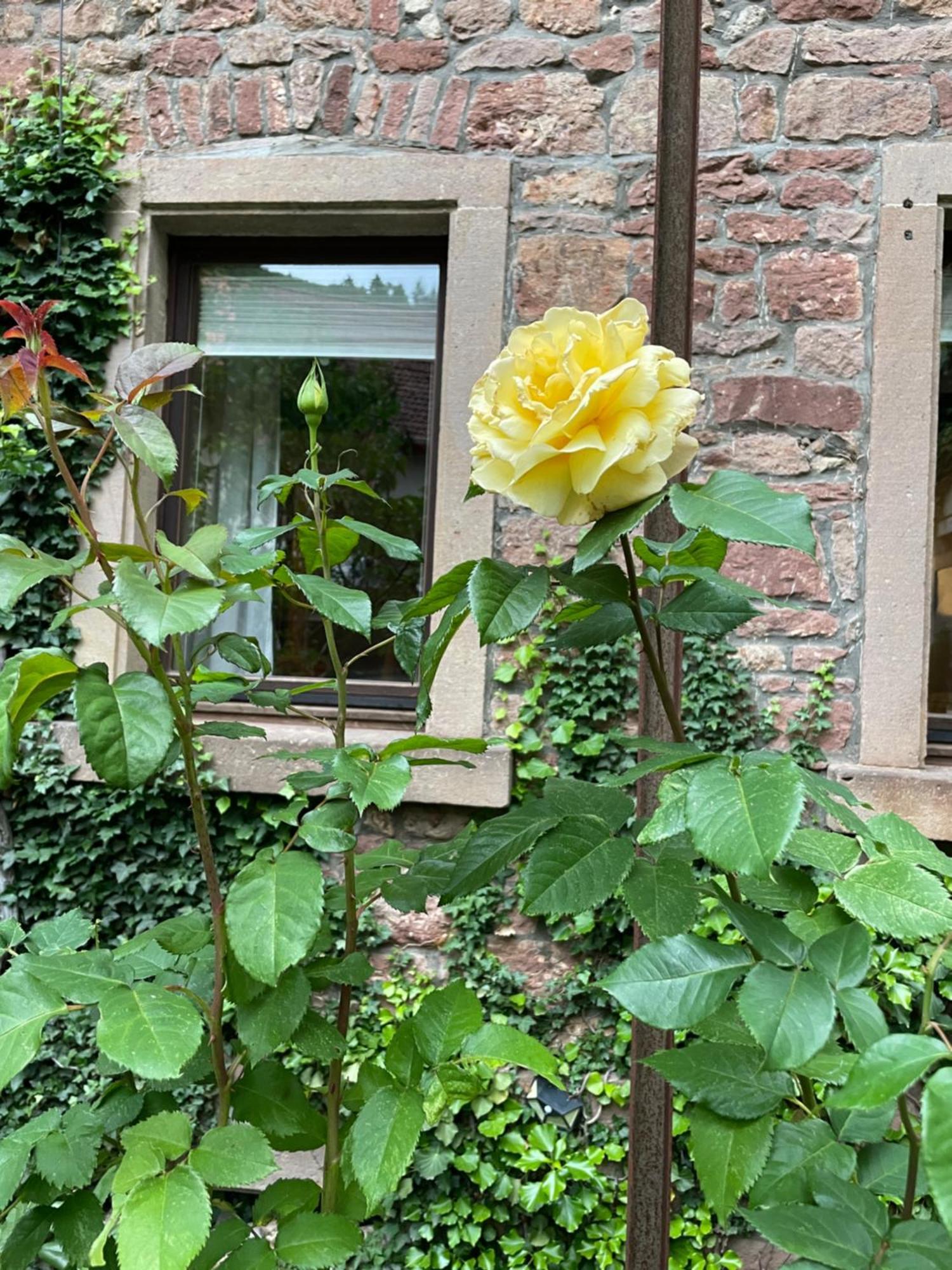 "El Patio" Am Donnersberg Apartment Dannenfels ภายนอก รูปภาพ